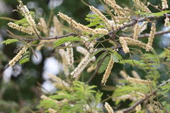 Acacia ferruginea